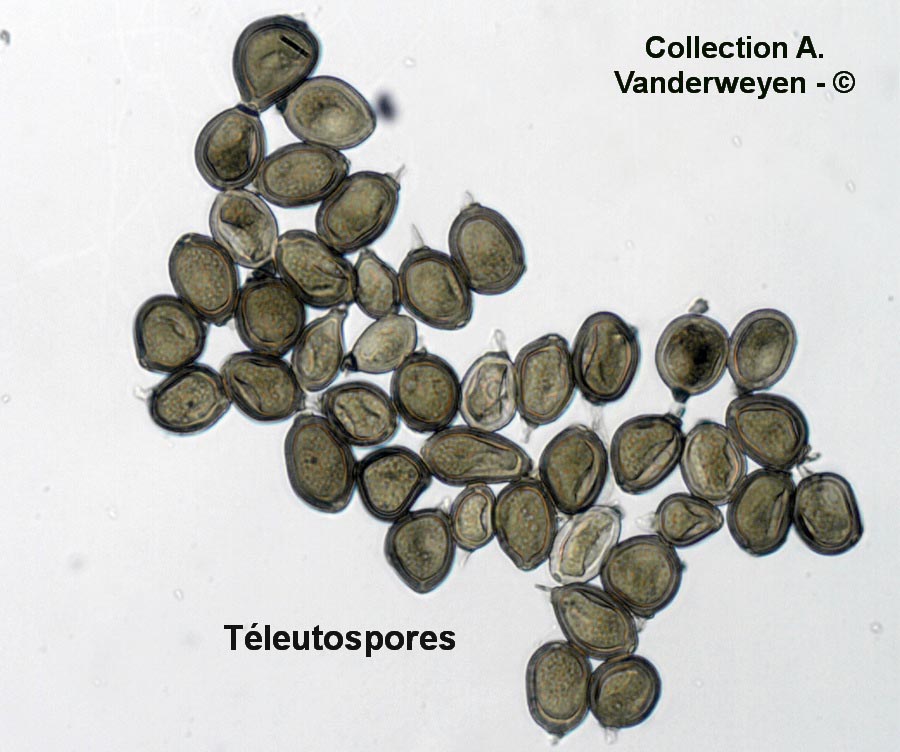 Uromyces trifolii