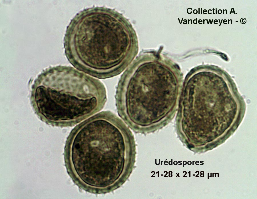 Uromyces valerianae