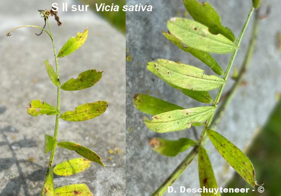 Uromyces vicia-fabae