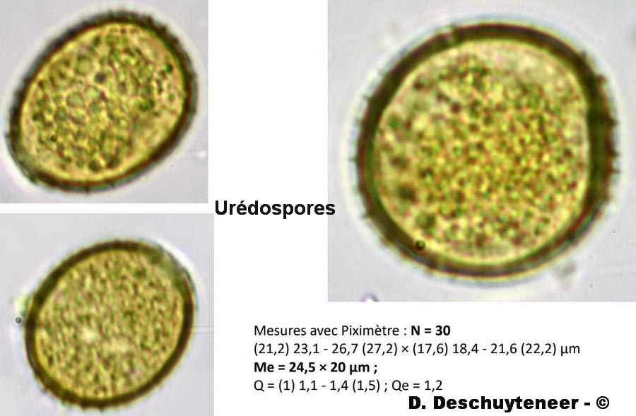 Uromyces vicia-fabae