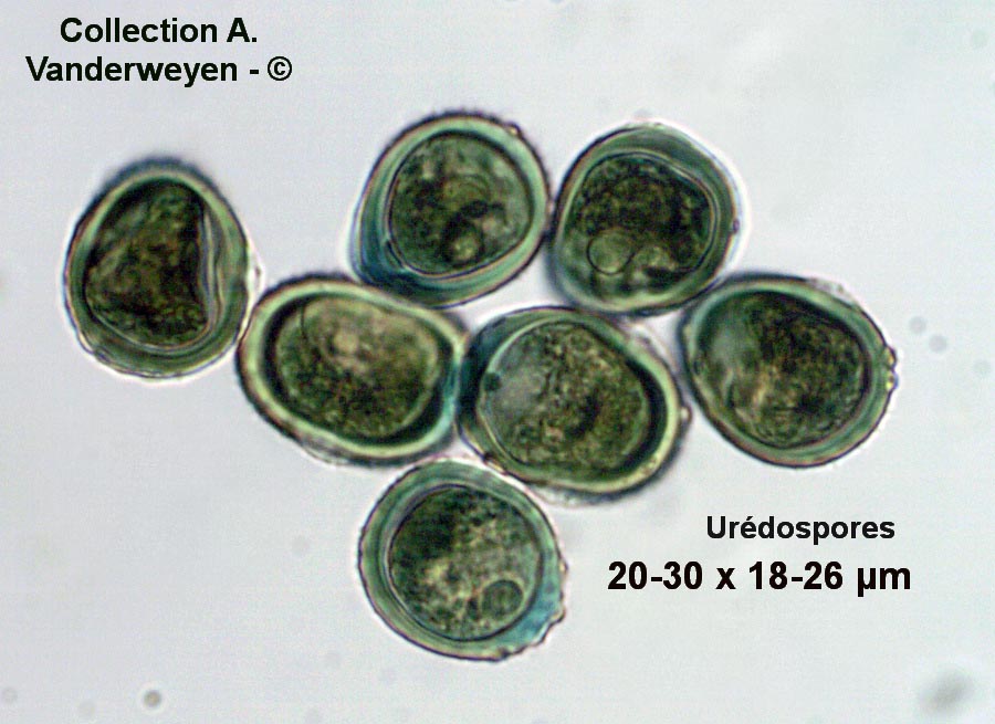 Uromyces vicia-fabae