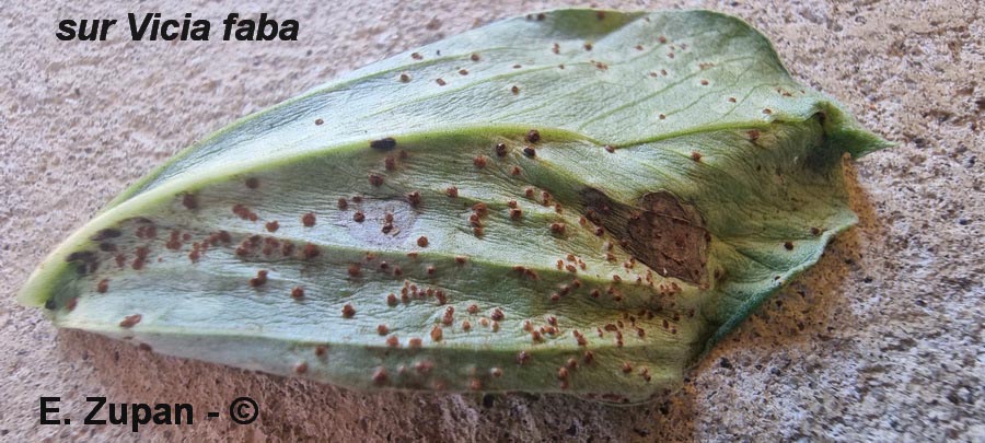 Uromyces vicia-fabae