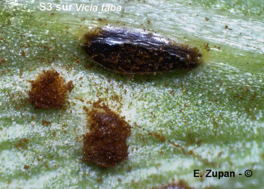 Uromyces vicia-fabae