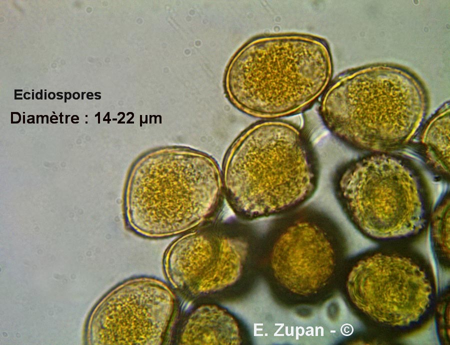 Uromyces vicia-fabae