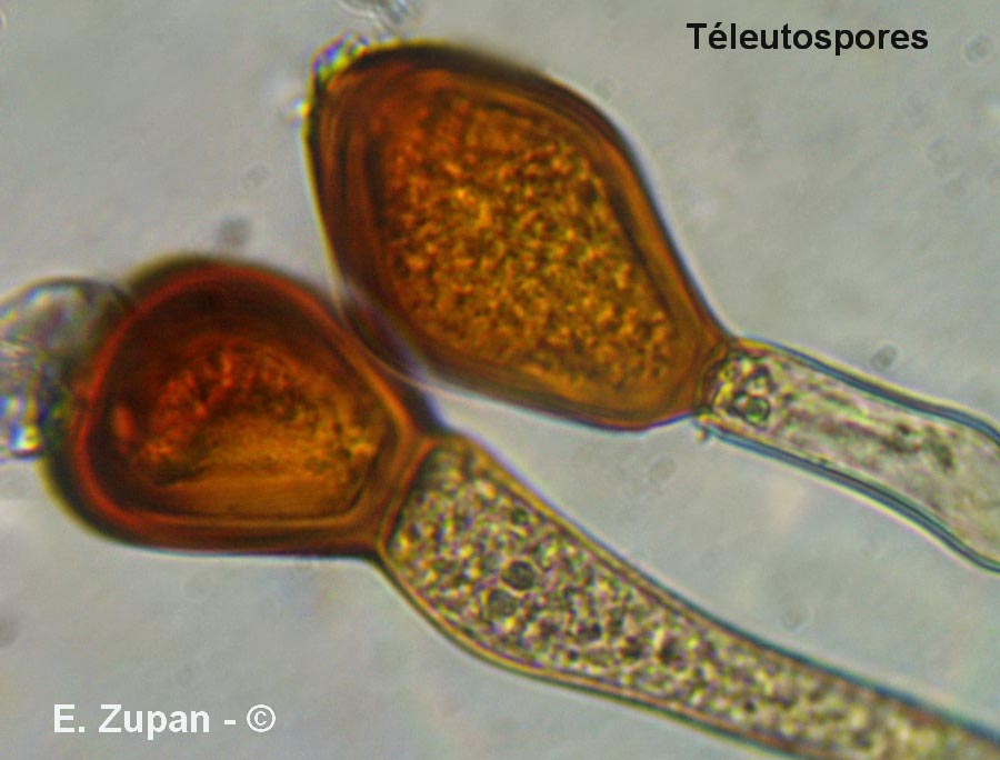Uromyces vicia-fabae