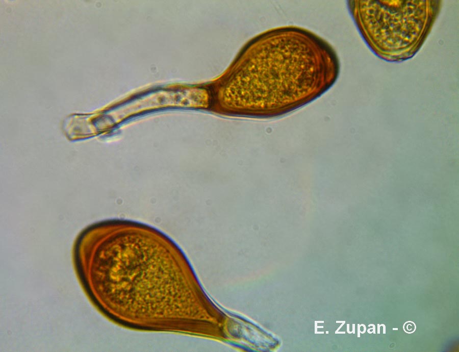 Uromyces vicia-fabae