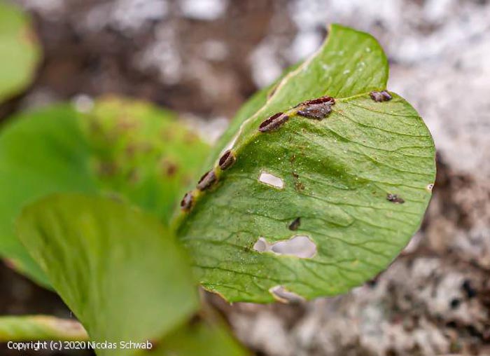 Uromyces flectens