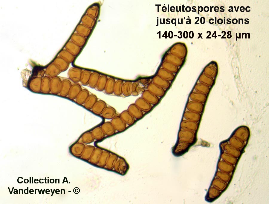 Xenodochus carbonarius