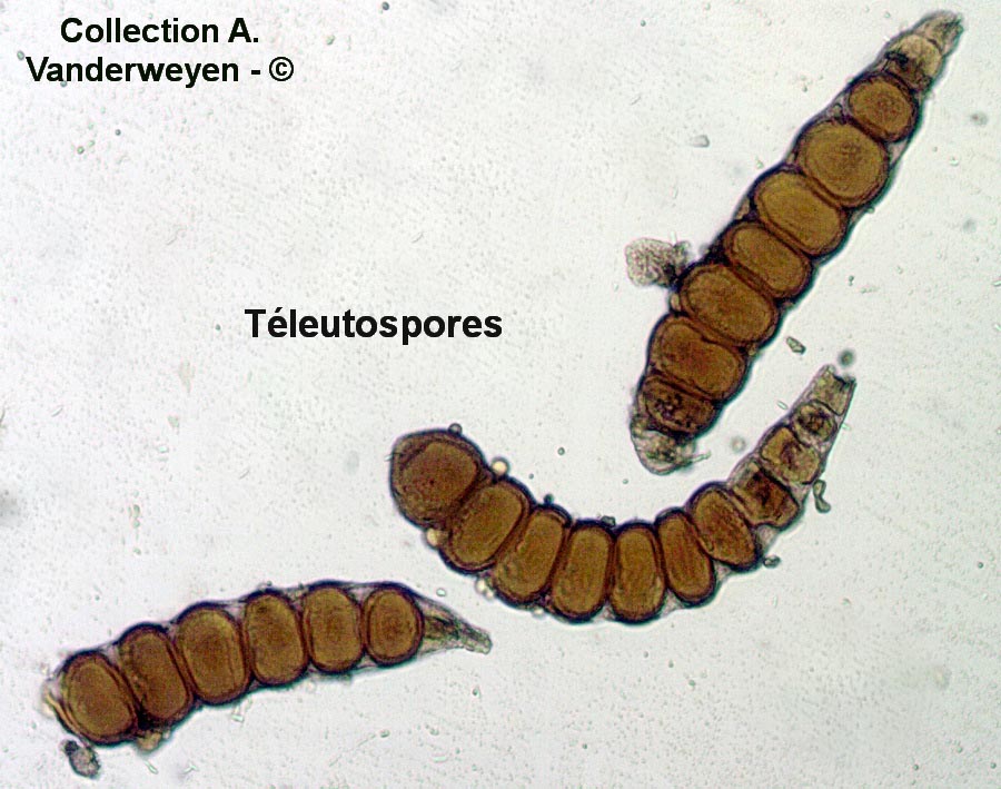 Xenodochus carbonarius