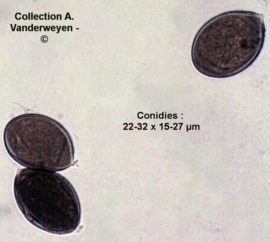 Peronospora chenopodii