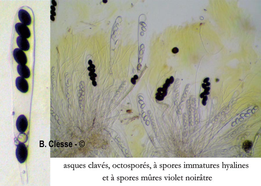 Ascobolus carbonarius