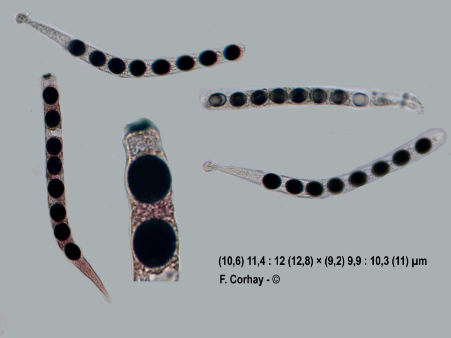 Biscogniauxia marginata