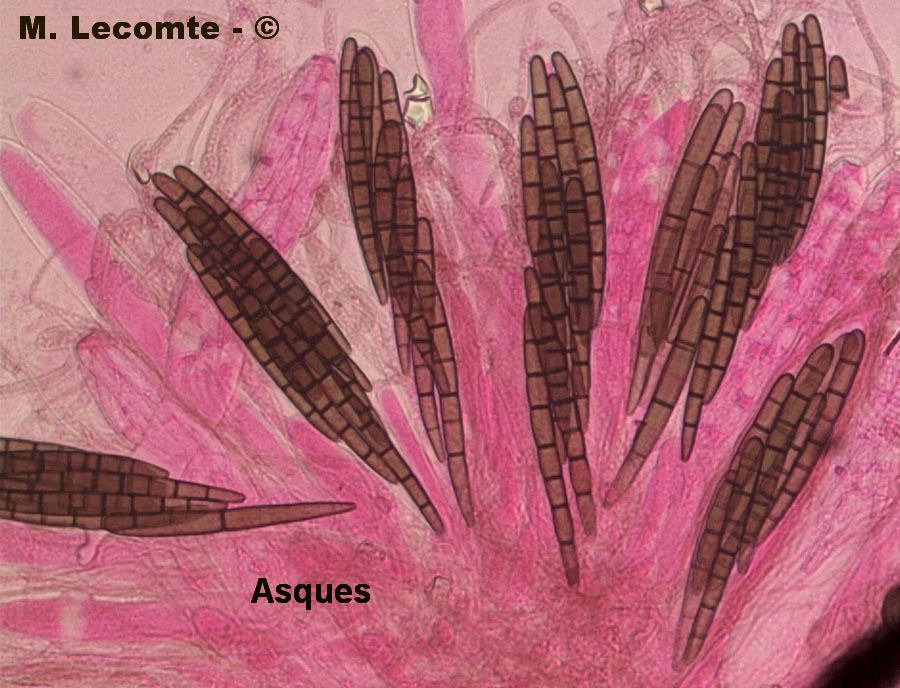 Geoglossum umbratile