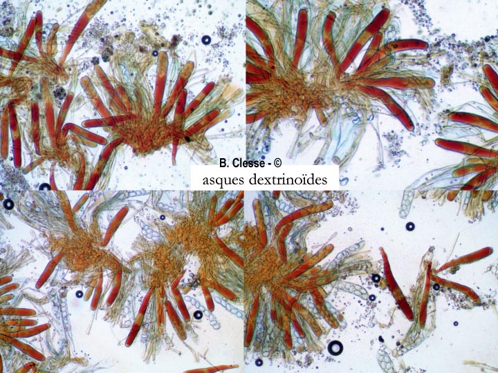 Iodophanus carneus