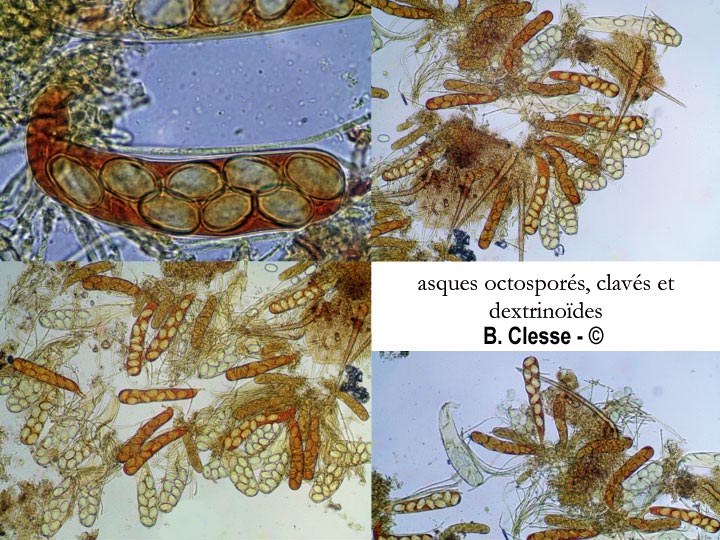 Lasiobolus cuniculi