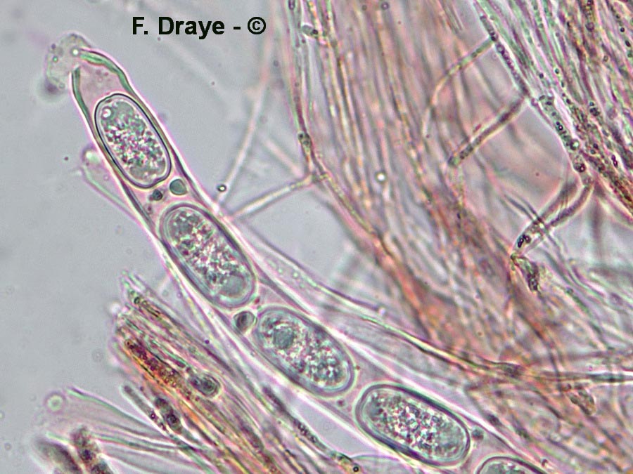 Sarcoscypha jurana