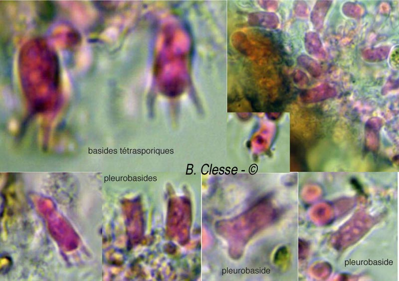 Amyloxenasma grisellum