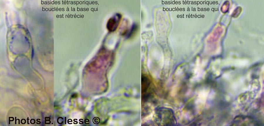 Athelopsis glaucina