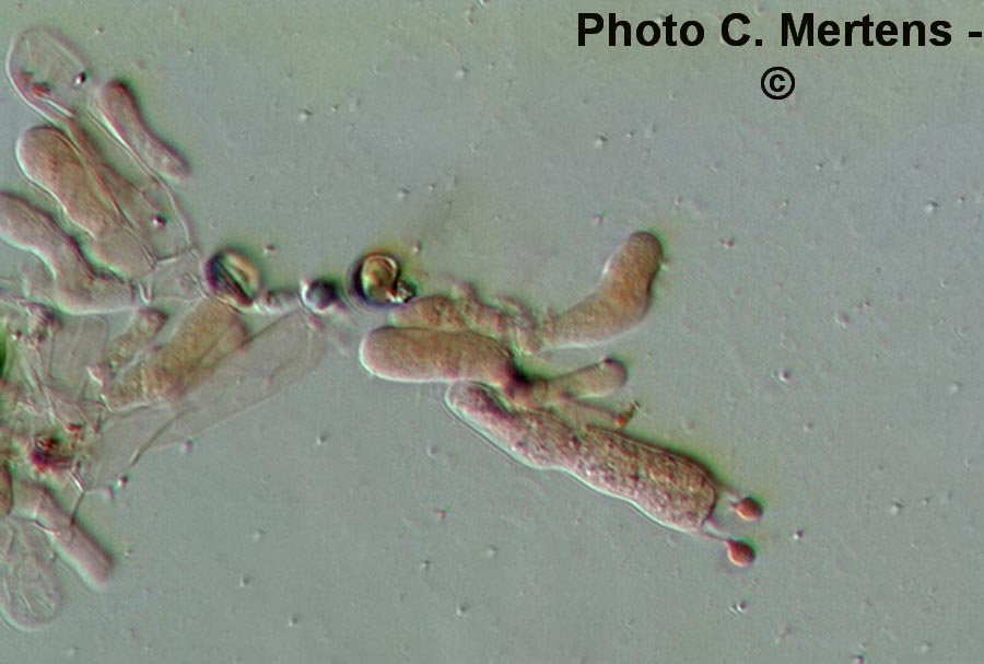 Chromocyphella muscicola