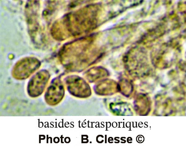 Clitopilus hobsonii 