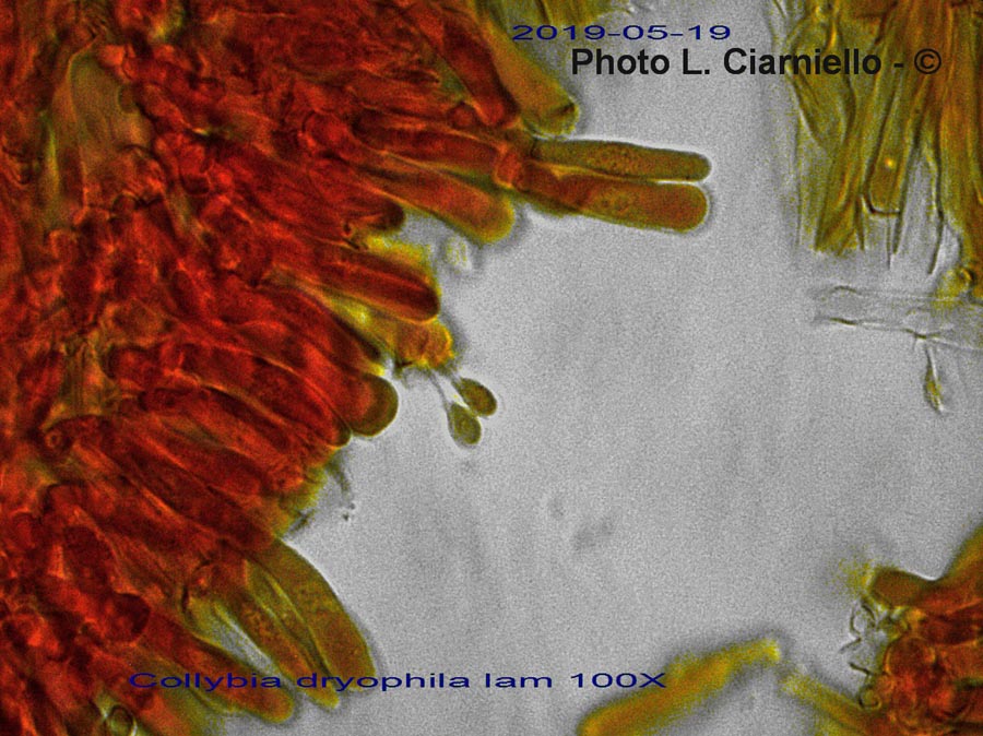 Gymnopus dryophilus (Collybia dryophila)
