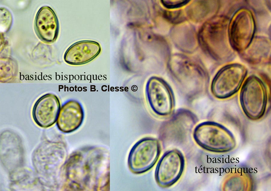 Conocybe microrrhiza var. tetraspora