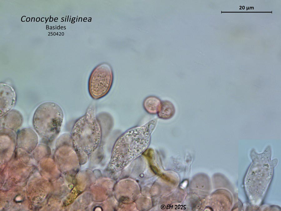 Conocybe siliginea