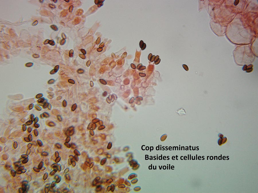 Coprinus disseminatus (Coprinellus disseminatus)