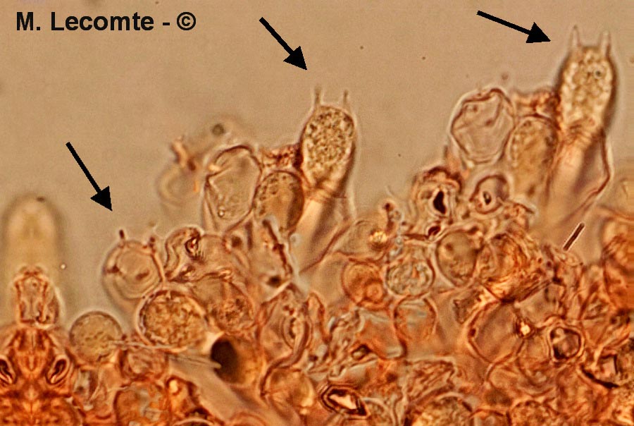 Cortinarius camphoratus
