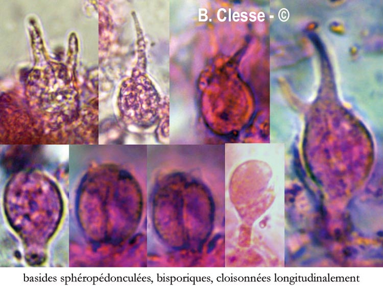 Basidiodendron walleynii