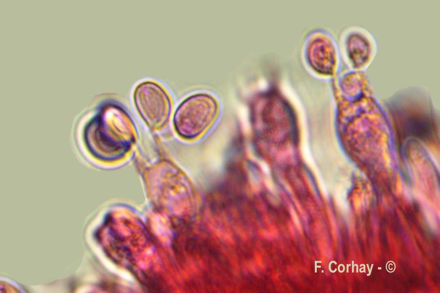 Cuphophyllus virgineus