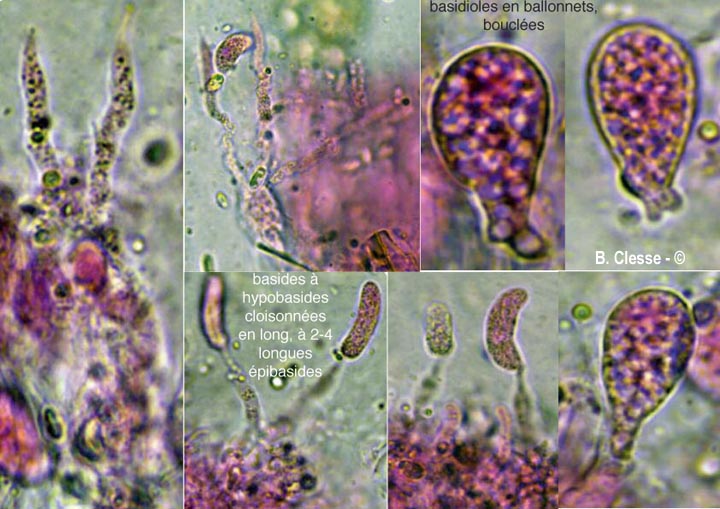 Exidiopsis effusa