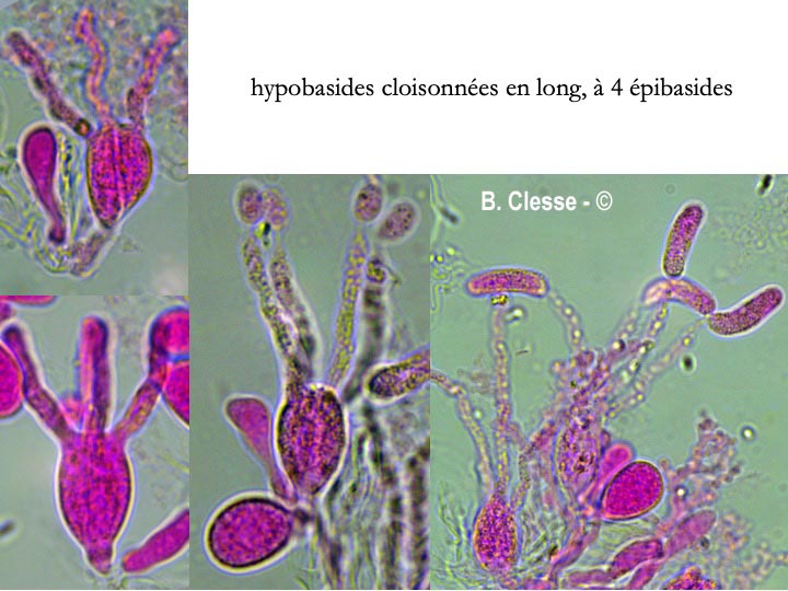 Exidiopsis effusa