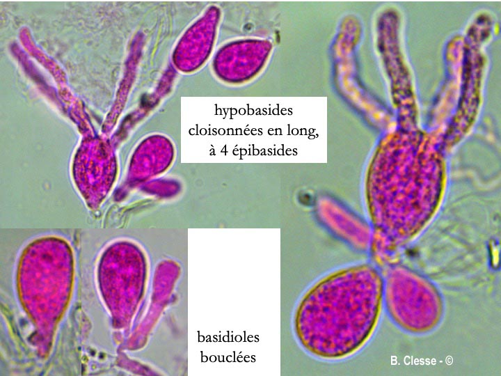 Exidiopsis effusa