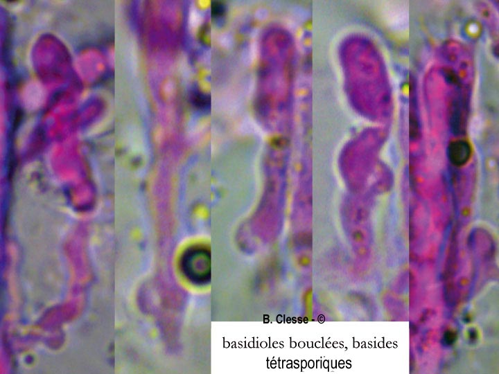 Gloeocystidiellum porosum (Gloeocystidium porosum)