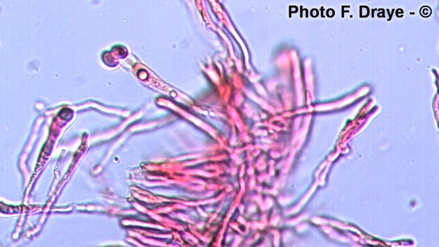 Hygrocybe pratensis