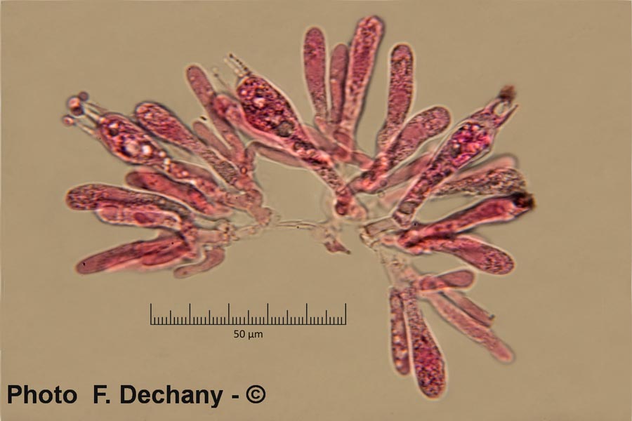 Hygrocybe pseudoconica