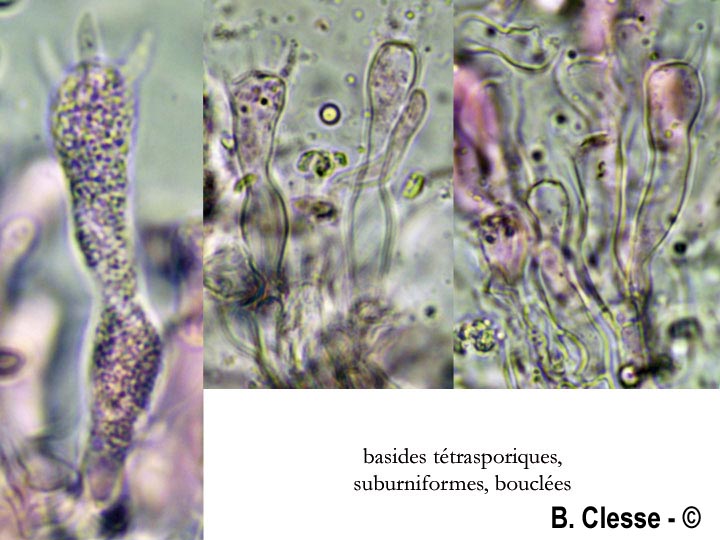 Hyphoderma obtusum