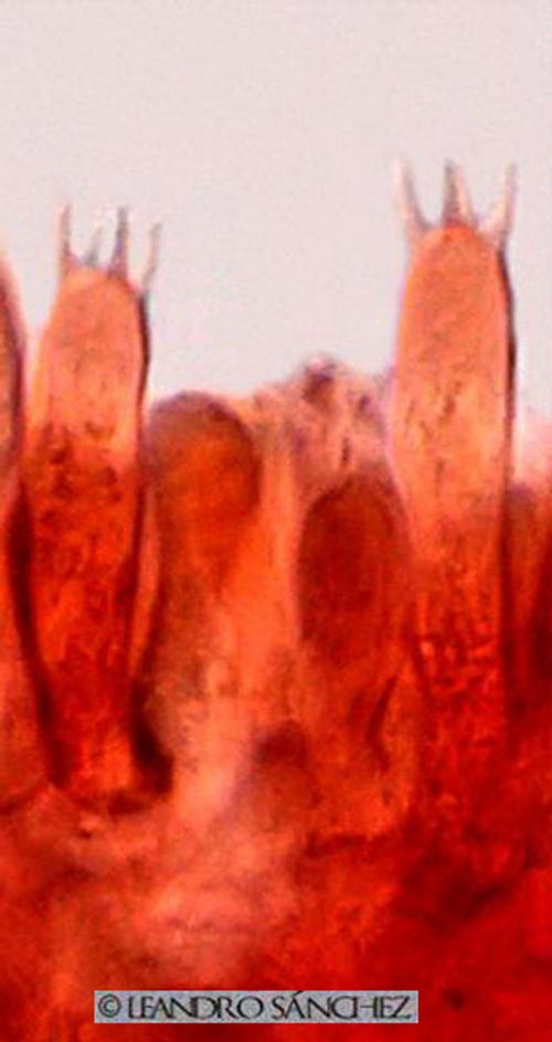Lentinellus flabelliformis