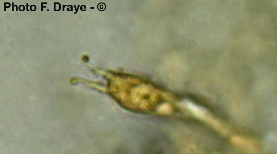 Leucopaxillus cutefractus
