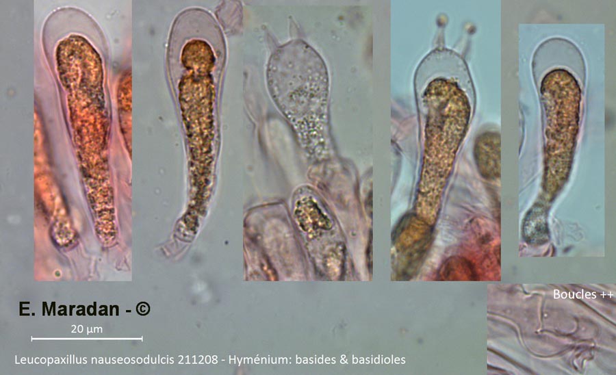 Leucopaxillus nauseosodulcis