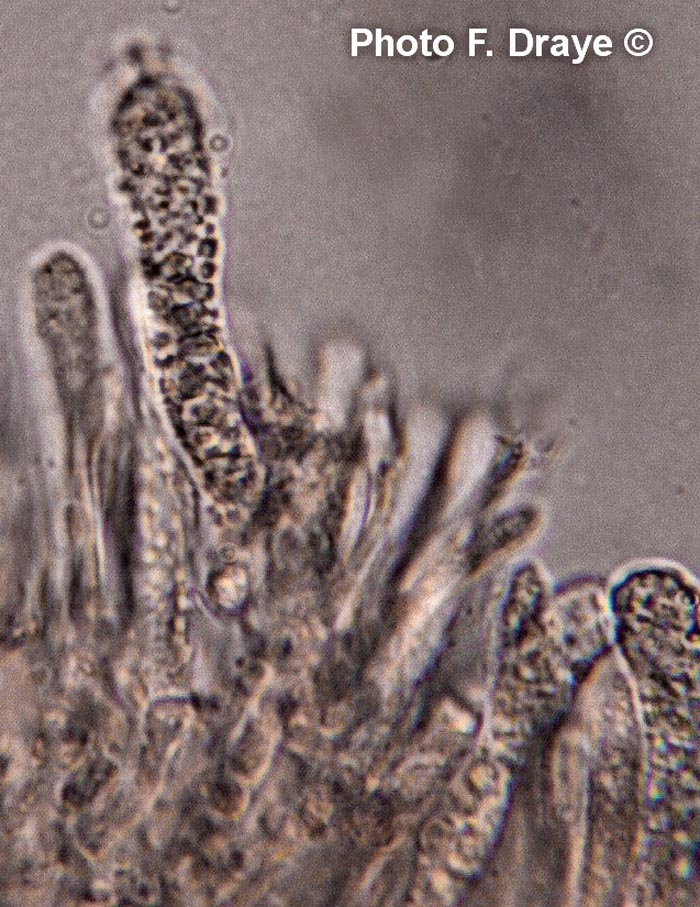 Lyophyllum connatum (Leucocybe connata)