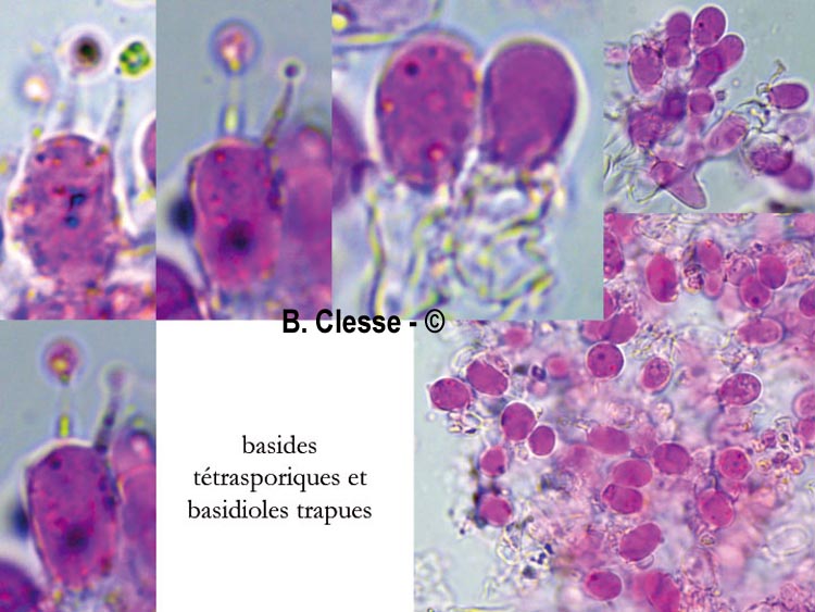 Brevicellicium olivascens