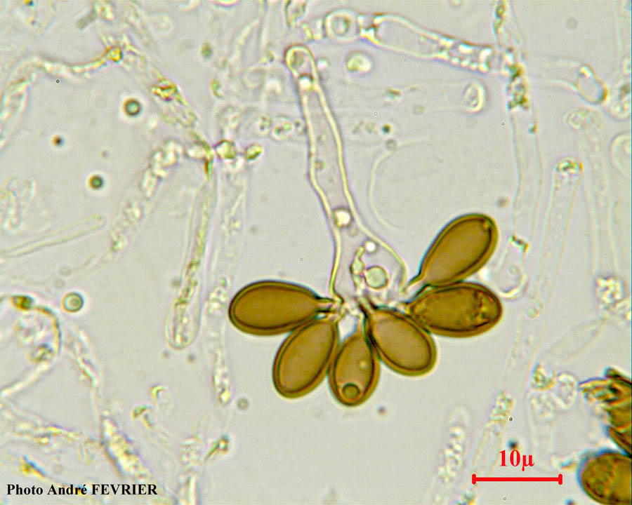 Melanogaster tuberiformis