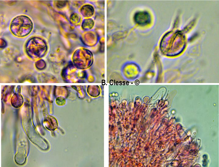 Mycostilla vermiformis (Stypella vermiformis)