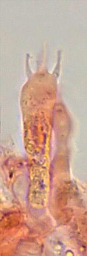 Omphalina galericolor