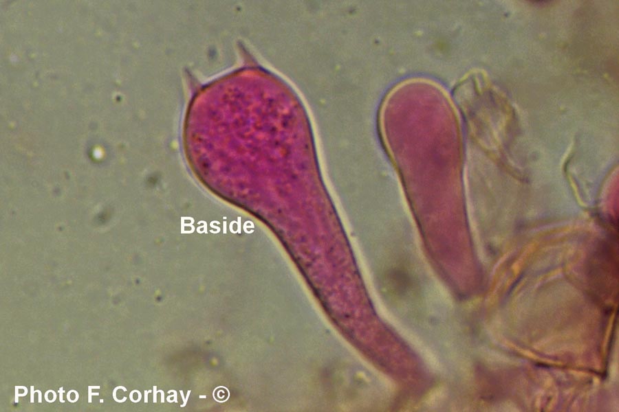 Parasola conopileus