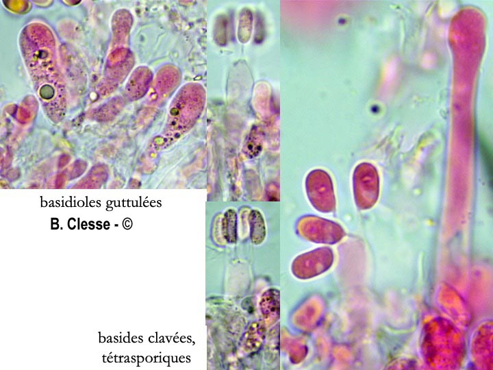Peniophorella praetermissa (Hyphoderma praetermissum)