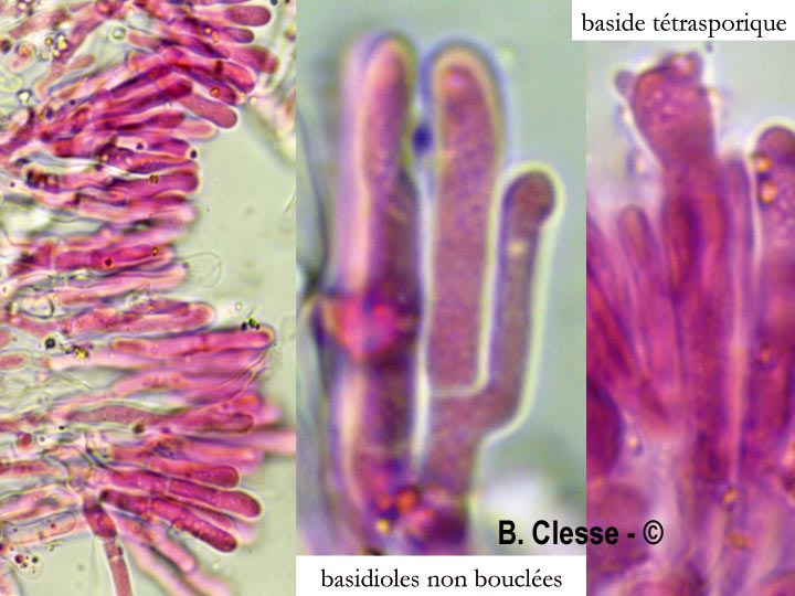 Phanerochaete sordida
