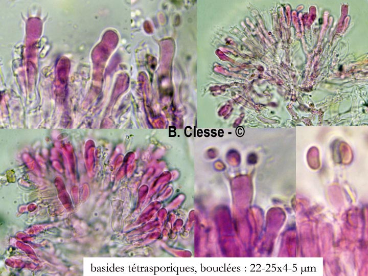 Phlebia diffissa